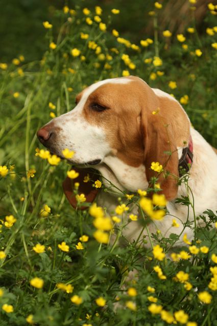 Sadie in the buttercups