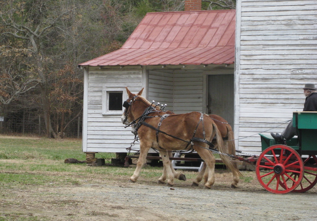mules pulling a wagon