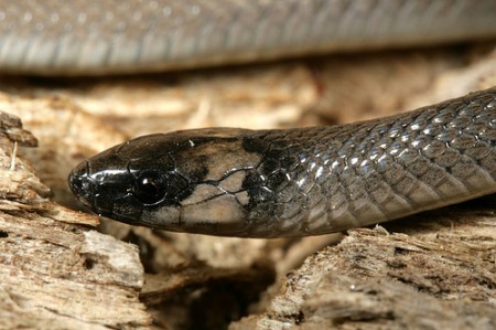 rough earth snake