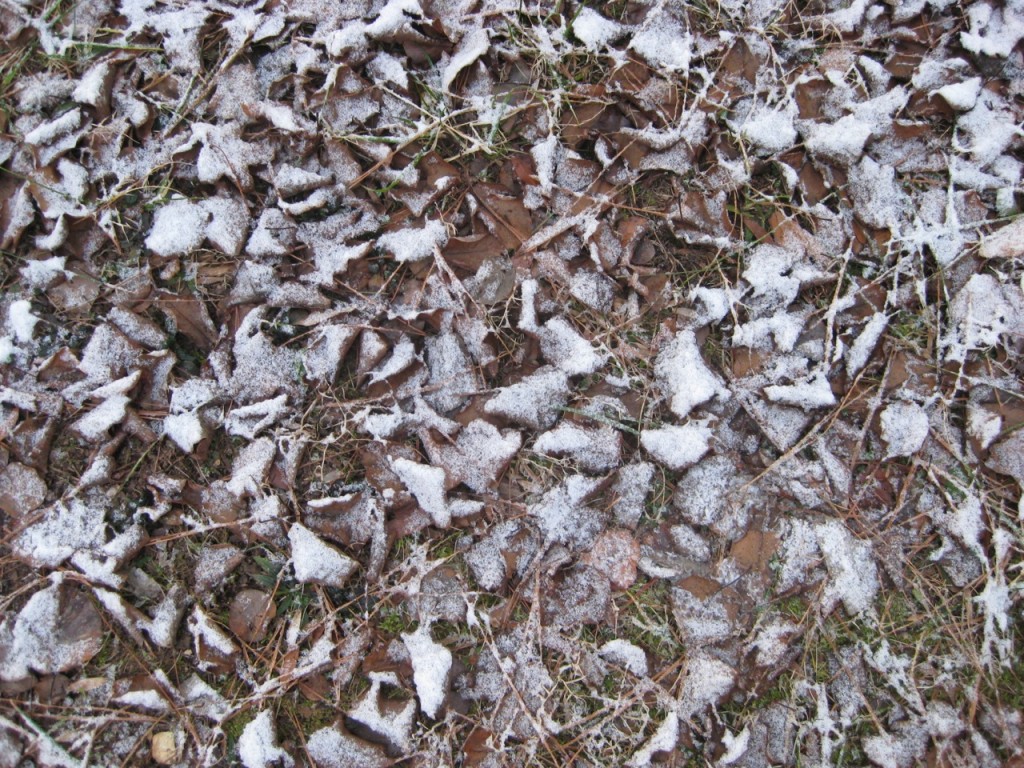 snow on leaves