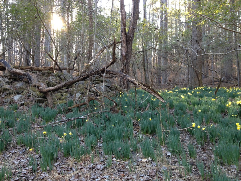 daffodils in the woods