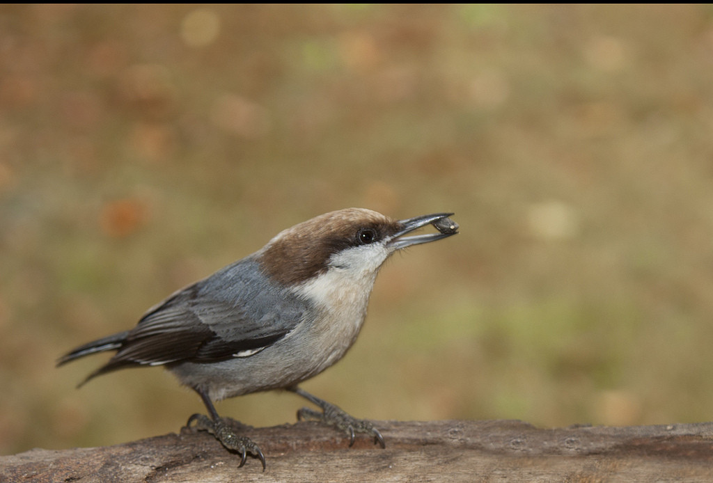 brown-headed nuthatch