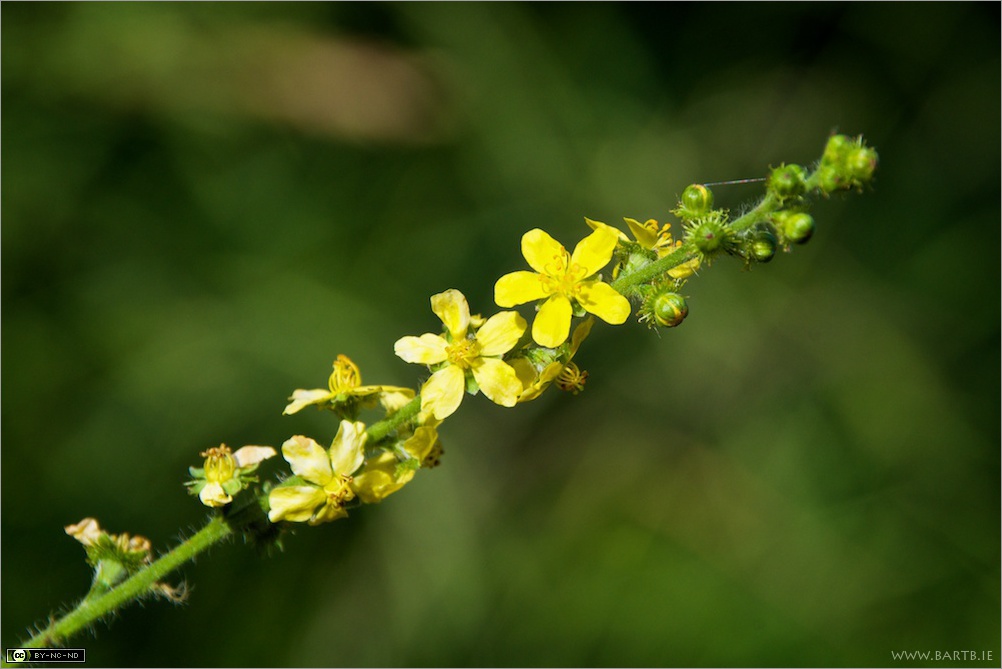 flowering stalk of agrimony