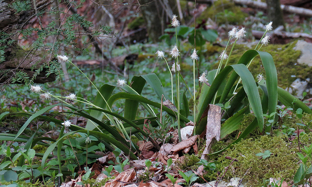 Fraser's Sedge