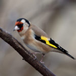 European goldfinch