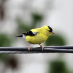 American goldfinch