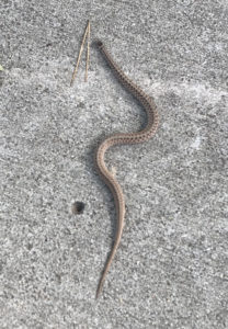 Dekay's brown snake