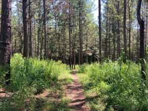 trail through grass into the woods