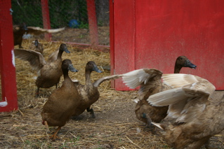 ducks emerge from their pen