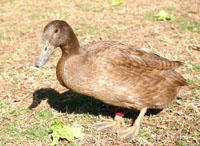 Eddy the duck