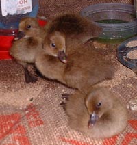 three ducklings