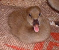 a baby duckling