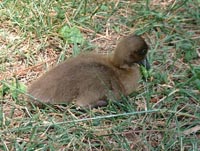 a duckling in the grass