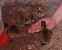 duckling eating out of our hands