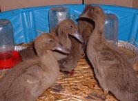 ducklings, three weeks old