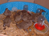 ducklings, three weeks old