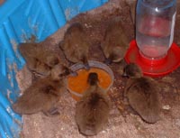 duckling eating grated carrots