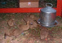 ducklings outside