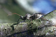 wheel bug